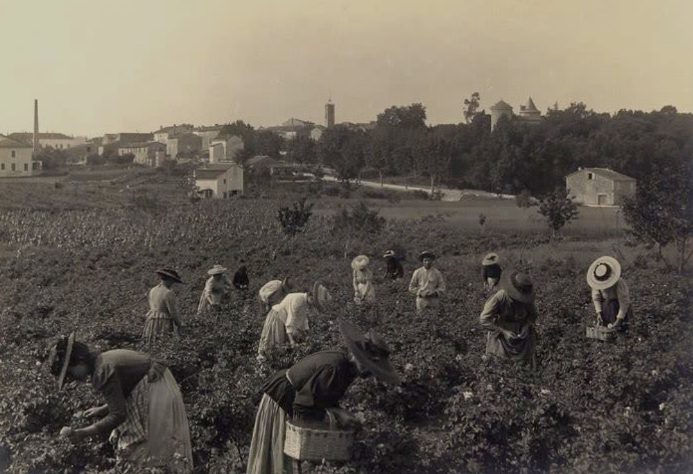 Workers harvest delicate jasmine in the fields of Grasse, France